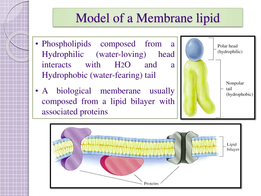 model of a membrane lipid