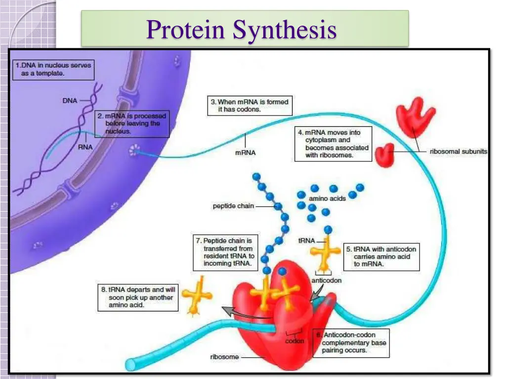 protein synthesis