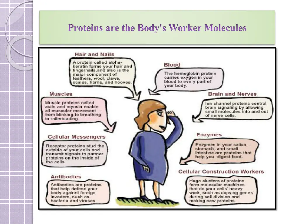 proteins are the body s worker molecules