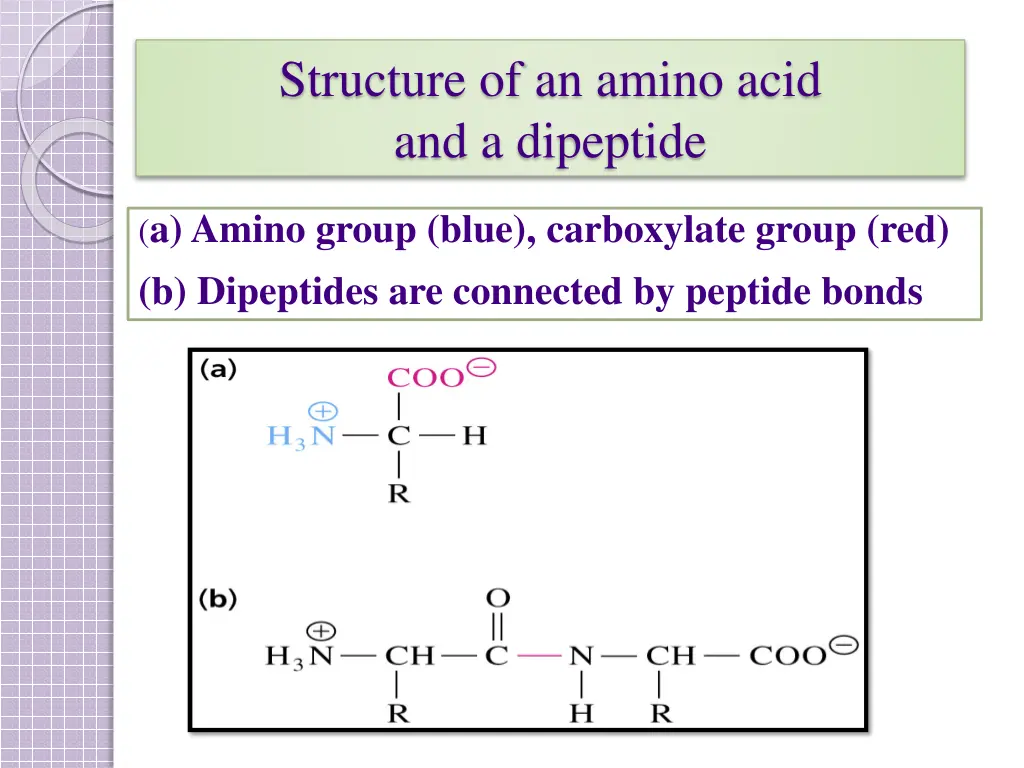 structure of an amino acid and a dipeptide