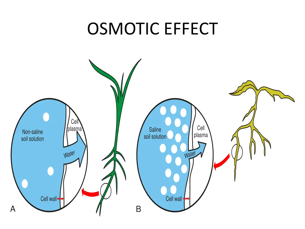 osmotic effect