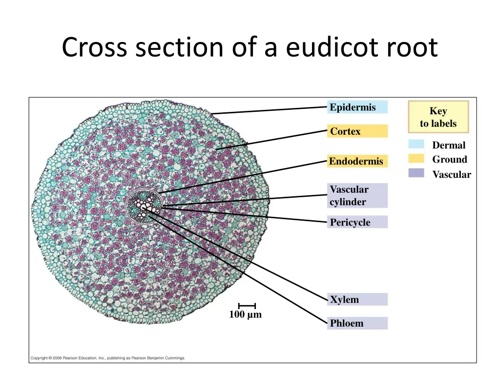 cross section of a eudicot root