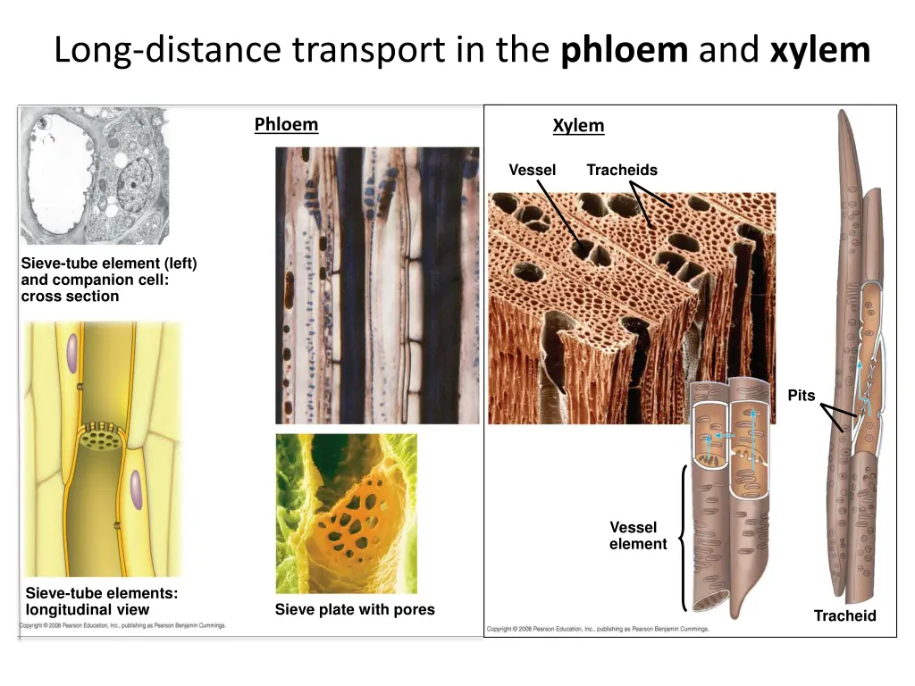 long distance transport in the phloem and xylem