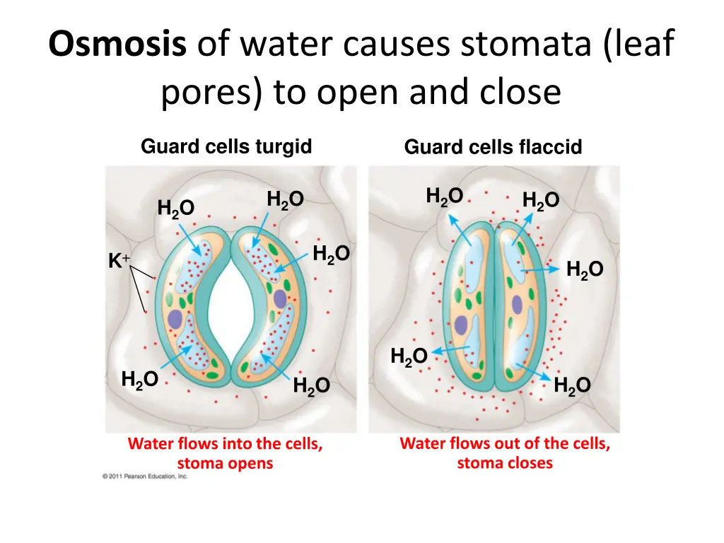 osmosis of water causes stomata leaf pores