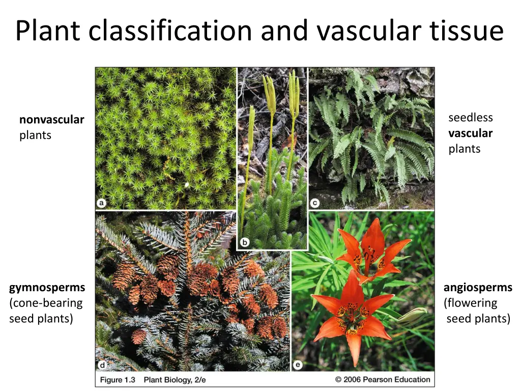 plant classification and vascular tissue