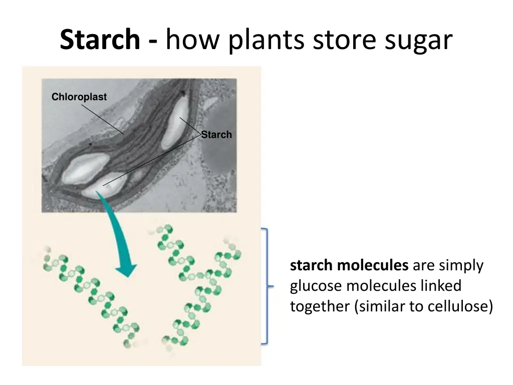 starch how plants store sugar