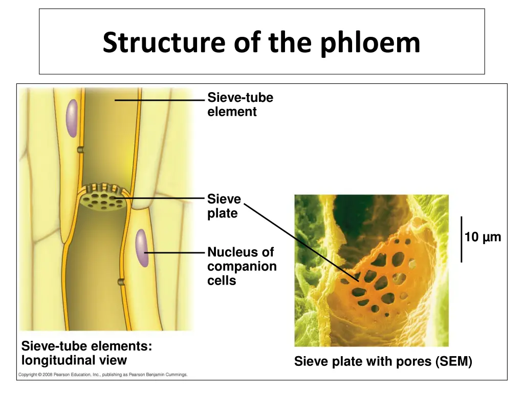 structure of the phloem