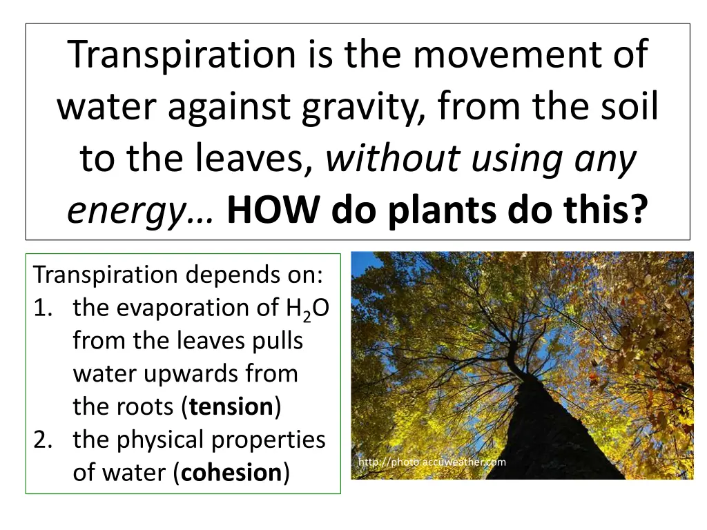 transpiration is the movement of water against 1