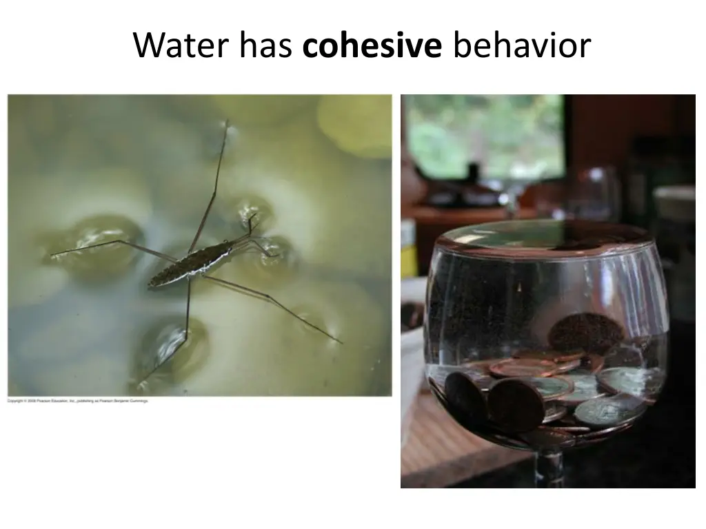 water has cohesive behavior