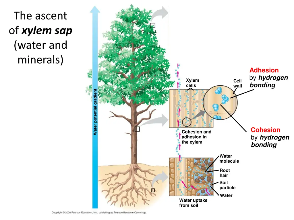 xylem sap 1