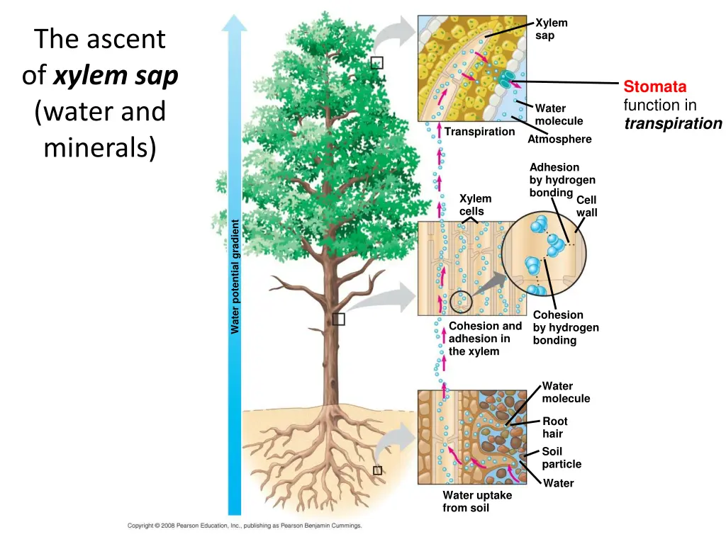 xylem sap 3