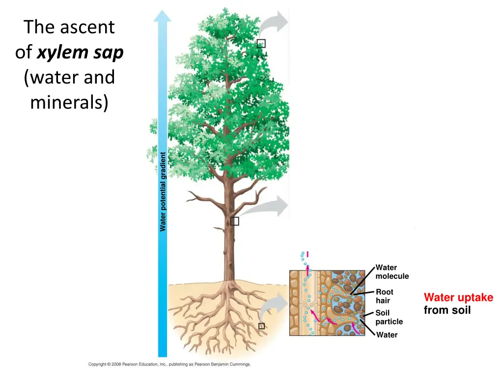 xylem sap