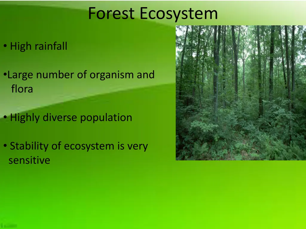 forest ecosystem