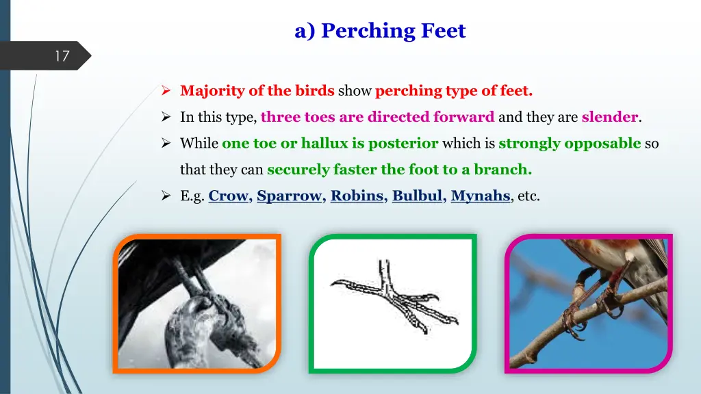 a perching feet