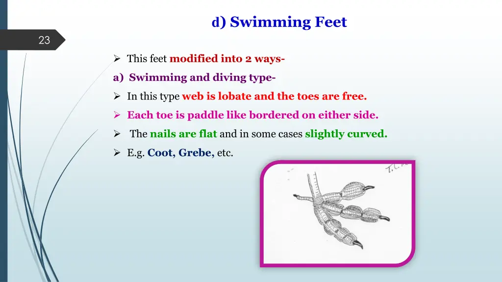 d swimming feet