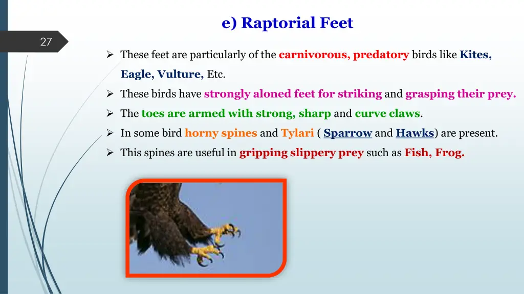 e raptorial feet