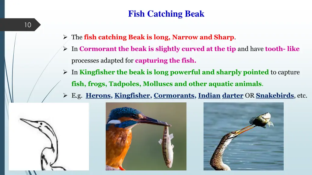 fish catching beak