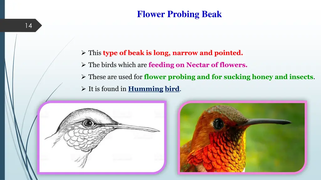 flower probing beak