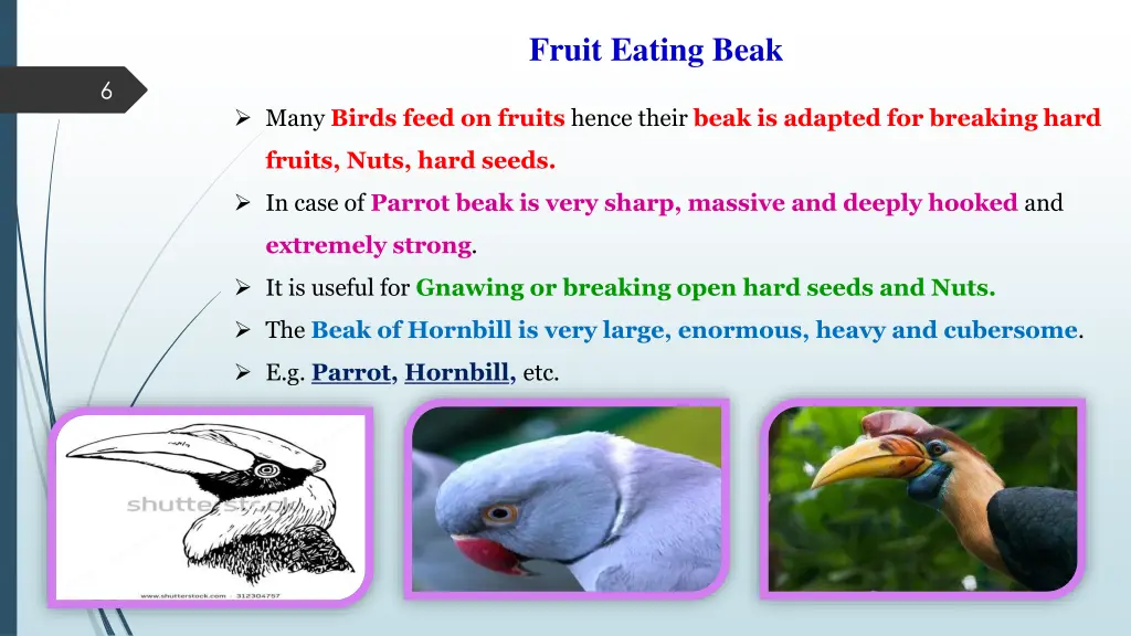 fruit eating beak