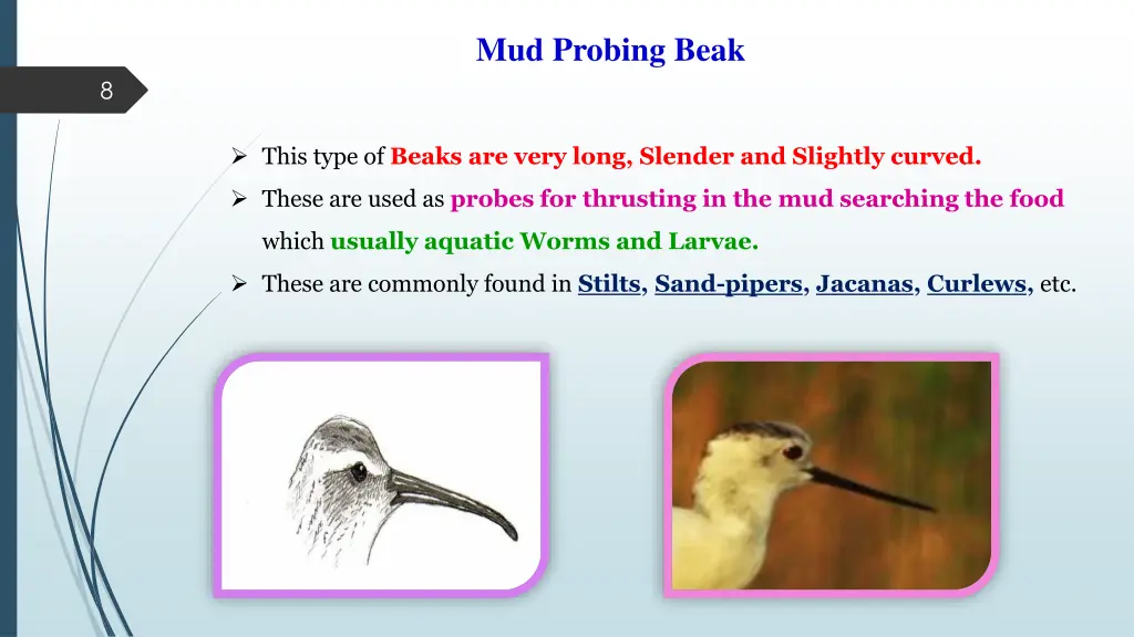 mud probing beak