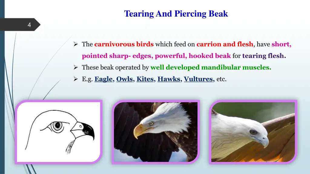 tearing and piercing beak
