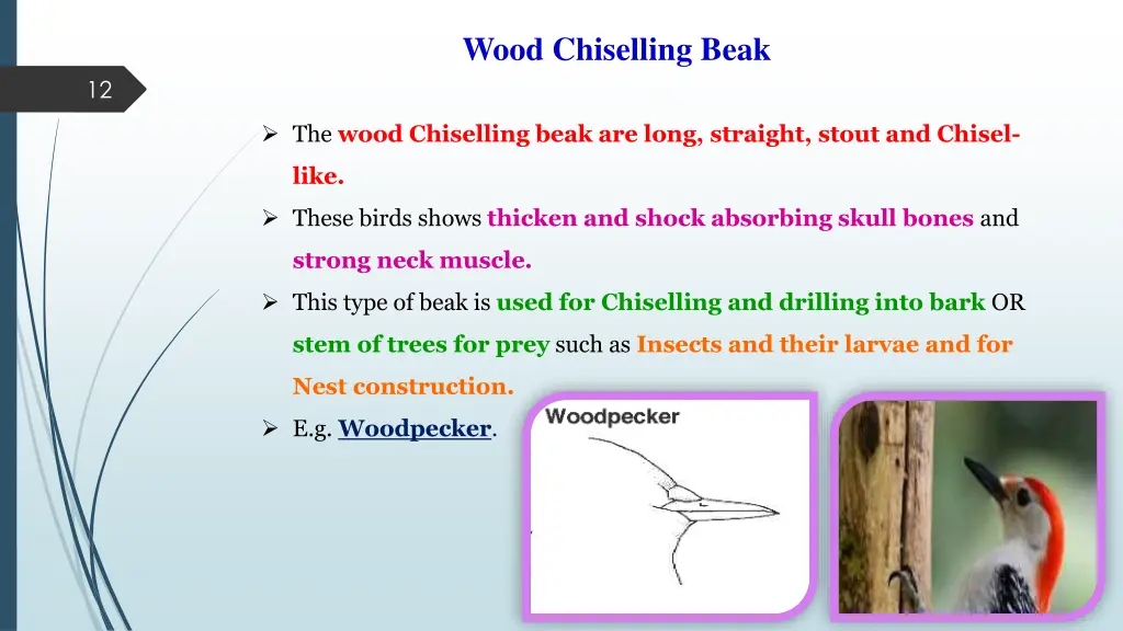 wood chiselling beak