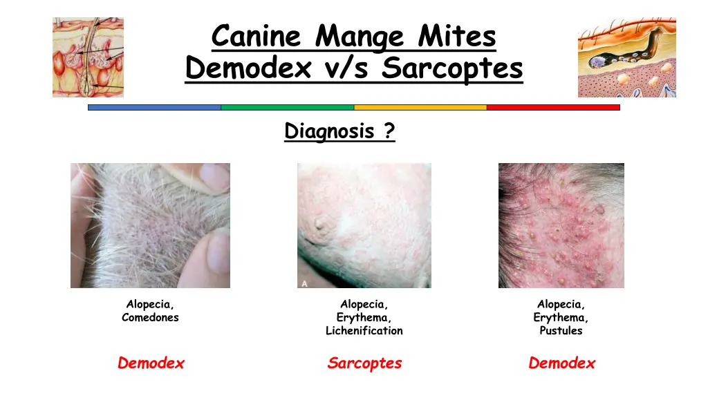 canine mange mites demodex v s sarcoptes 2