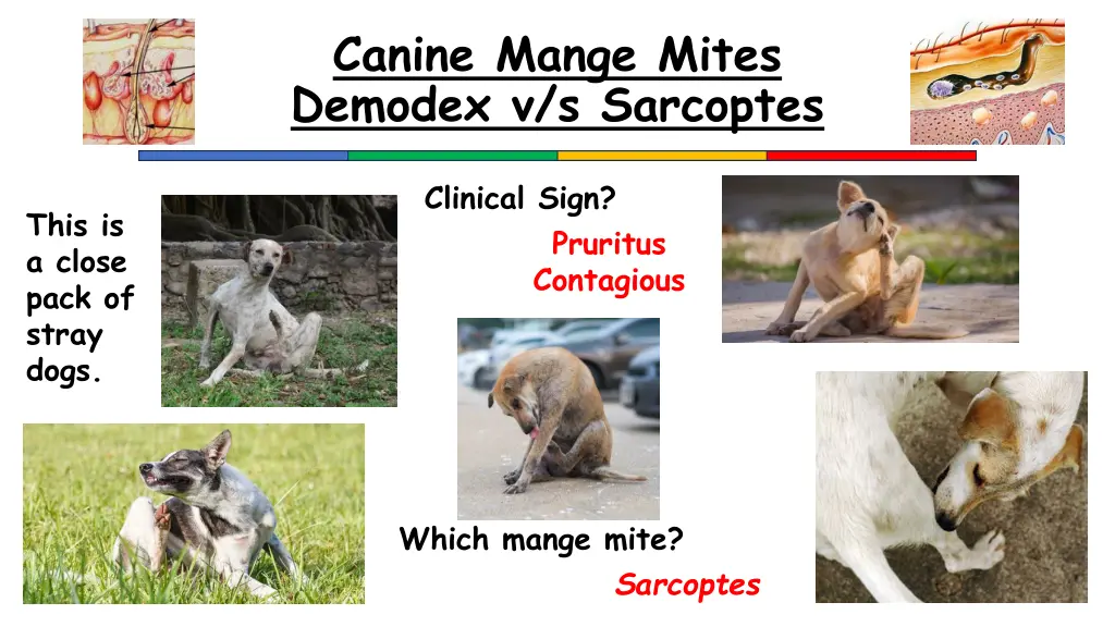 canine mange mites demodex v s sarcoptes 3