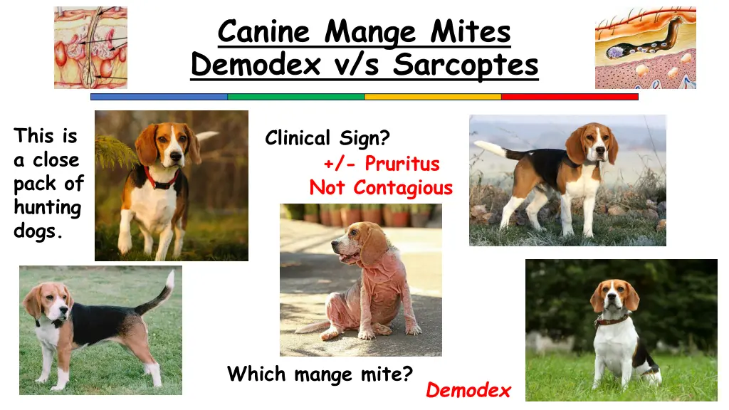 canine mange mites demodex v s sarcoptes 4