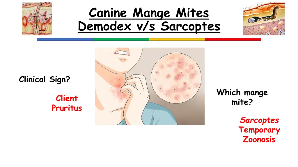 canine mange mites demodex v s sarcoptes 5