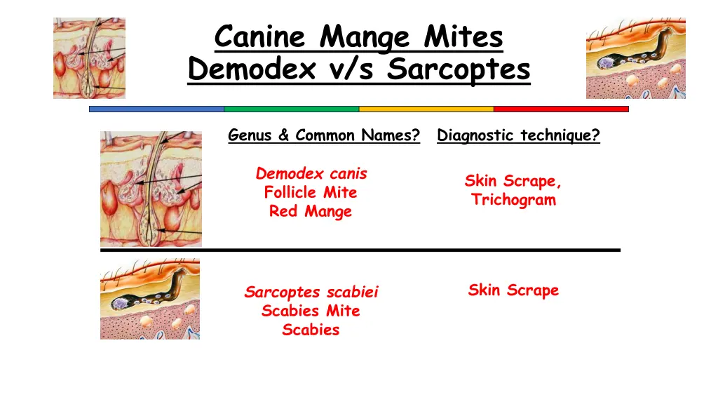 canine mange mites demodex v s sarcoptes