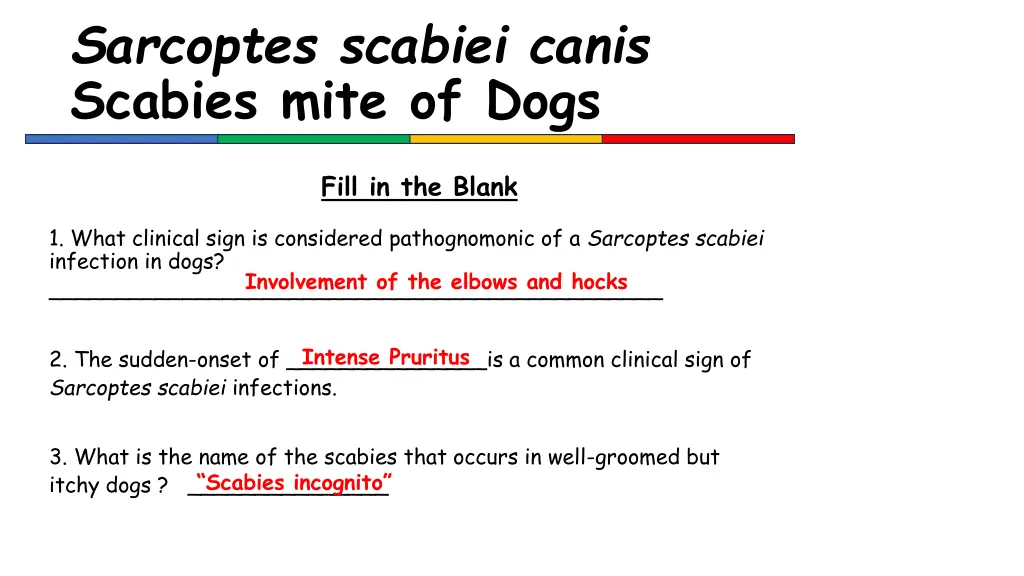 sarcoptes scabiei canis scabies mite of dogs