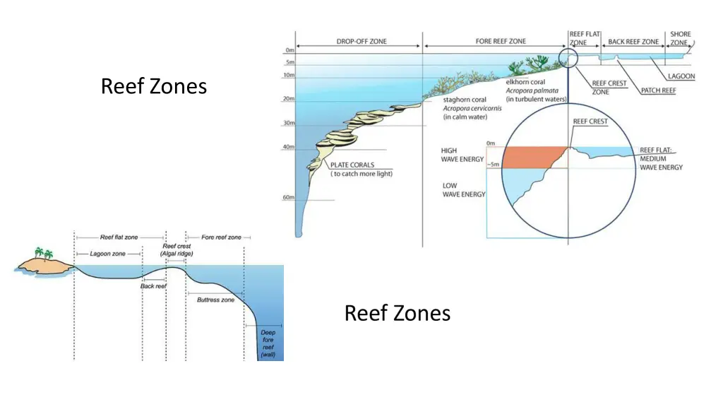 reef zones