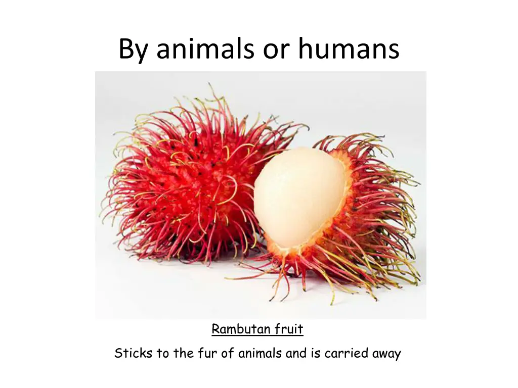 by animals or humans 1