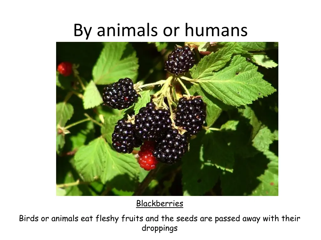 by animals or humans