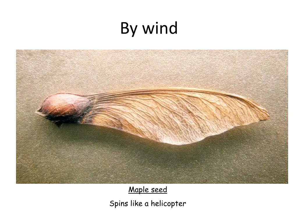 by wind