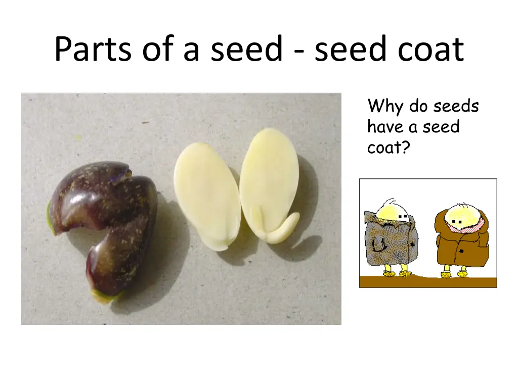 parts of a seed seed coat