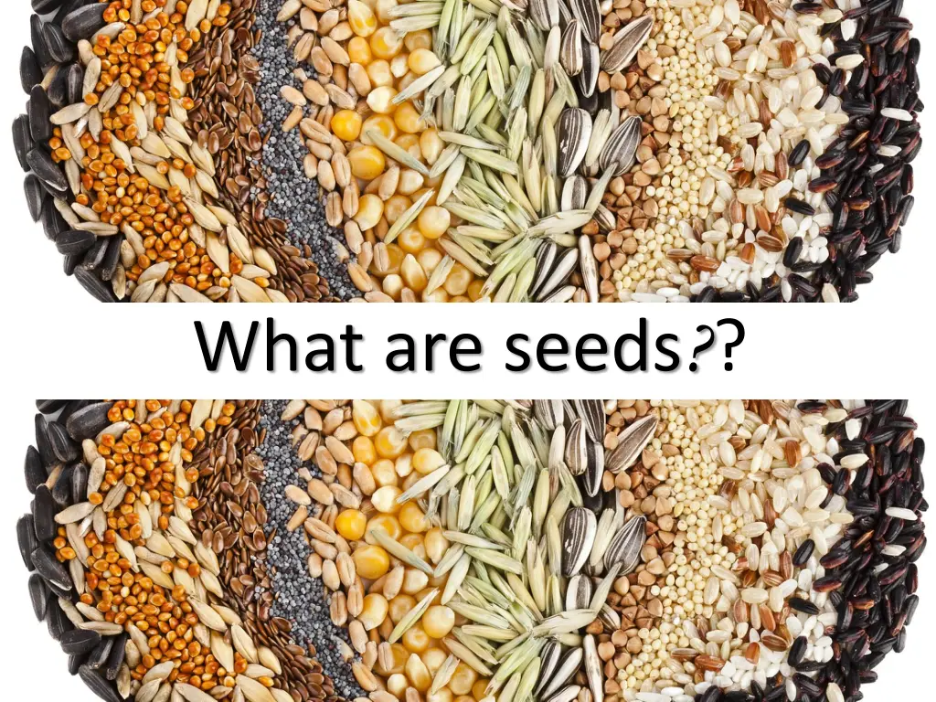 what are seeds