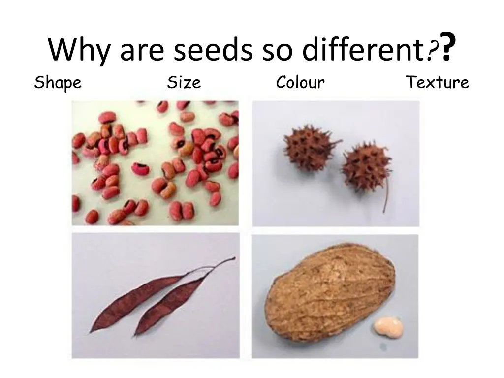 why are seeds so different shape size colour
