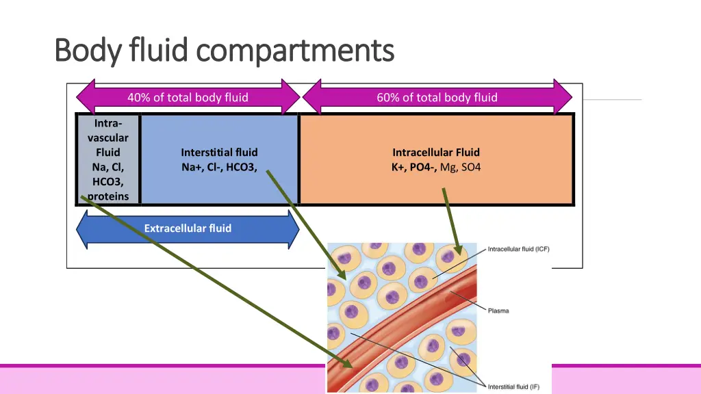 body fluid compartments body fluid compartments