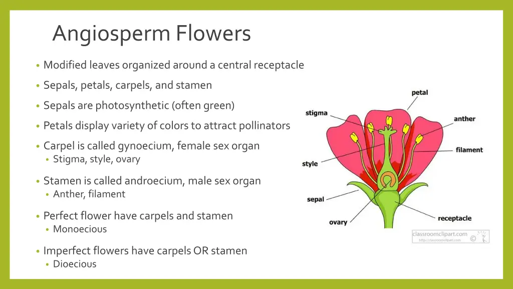 angiosperm flowers