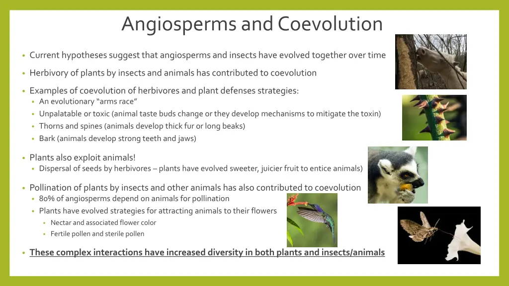 angiosperms and coevolution