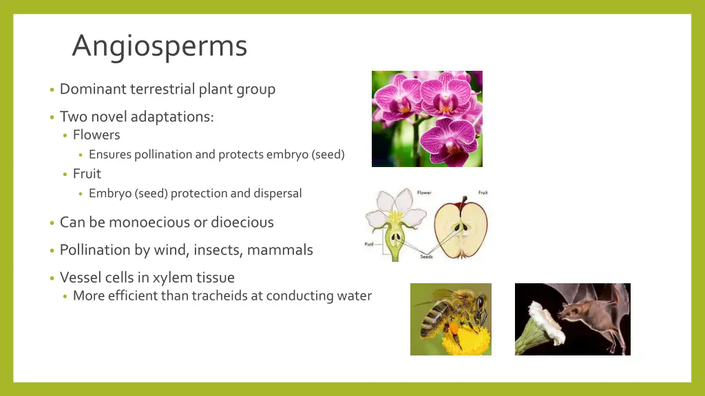 angiosperms