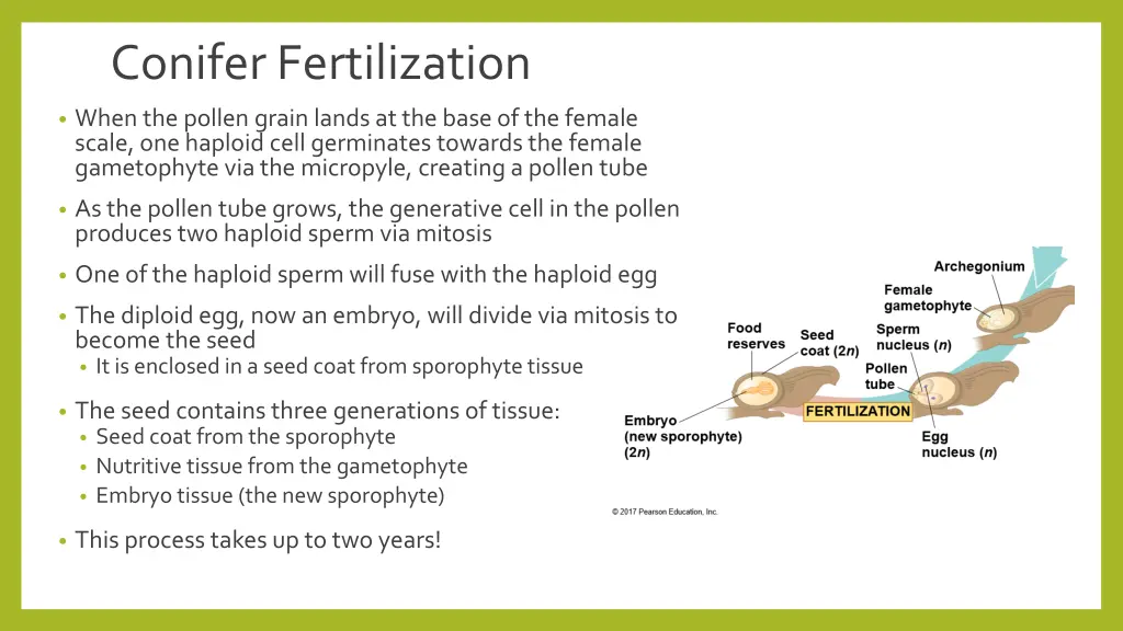 conifer fertilization