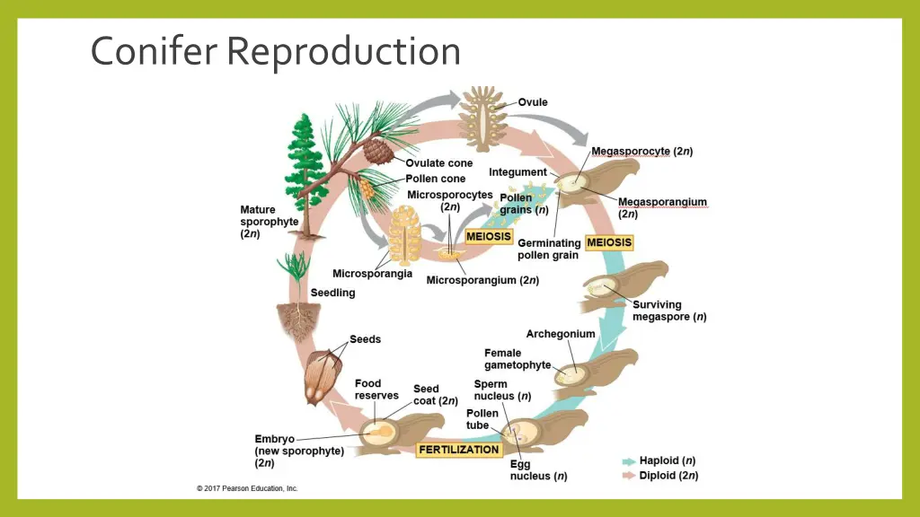 conifer reproduction