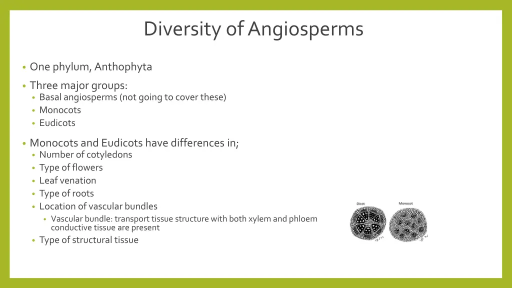 diversity of angiosperms