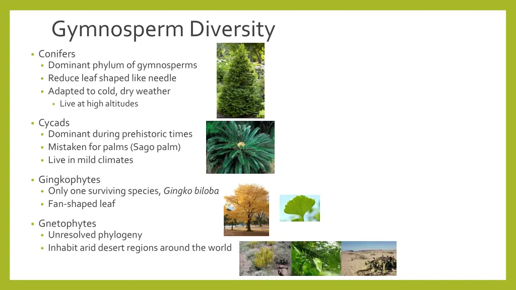 gymnosperm diversity