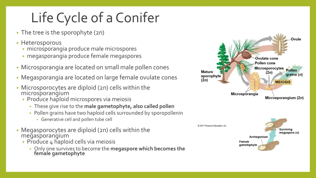 life cycle of a conifer