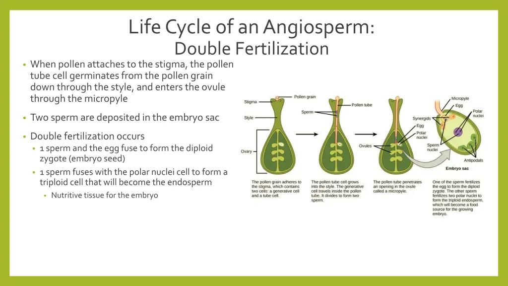 life cycle of an angiosperm double fertilization