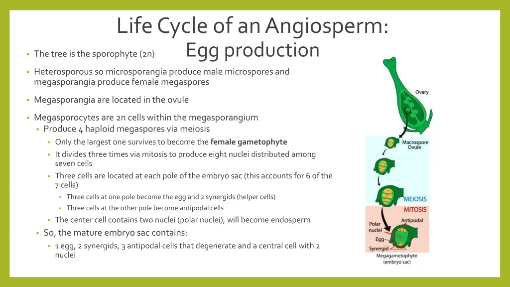 life cycle of an angiosperm egg production